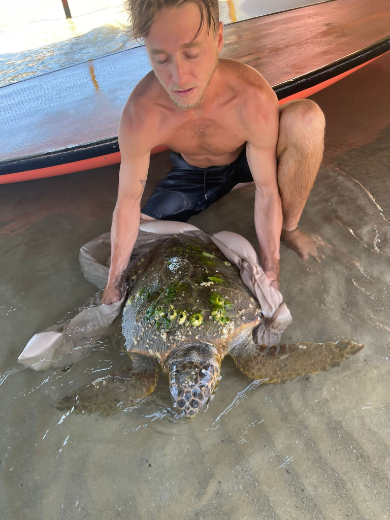 חילוץ צב חום בחופי נתניה. צילום: רשות הטבע והגנים