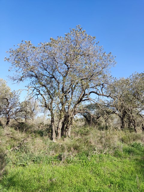 אלוני יצחק. צילום איל שפירא