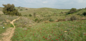 חרבת ג'ממה. צילום שירה בלוך