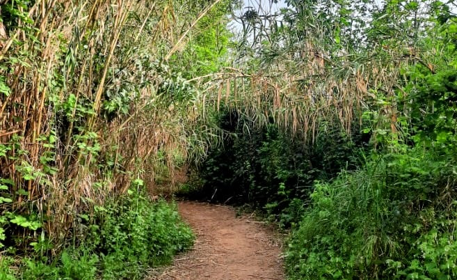 נחל שניר. צילום: שחר וייס פלד