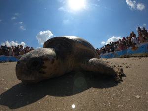 השבת צב ים - צילם יניב לוי