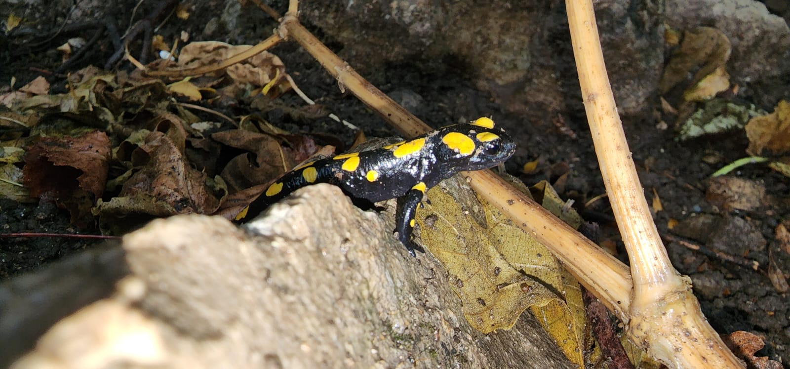 סלמנדרה מצויה בשמורת הבניאס - צילום: עופר שנער