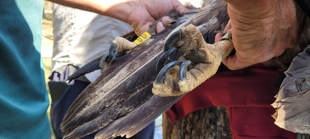 משדור עיטם לבן זנב לקראת שחרור לטבע