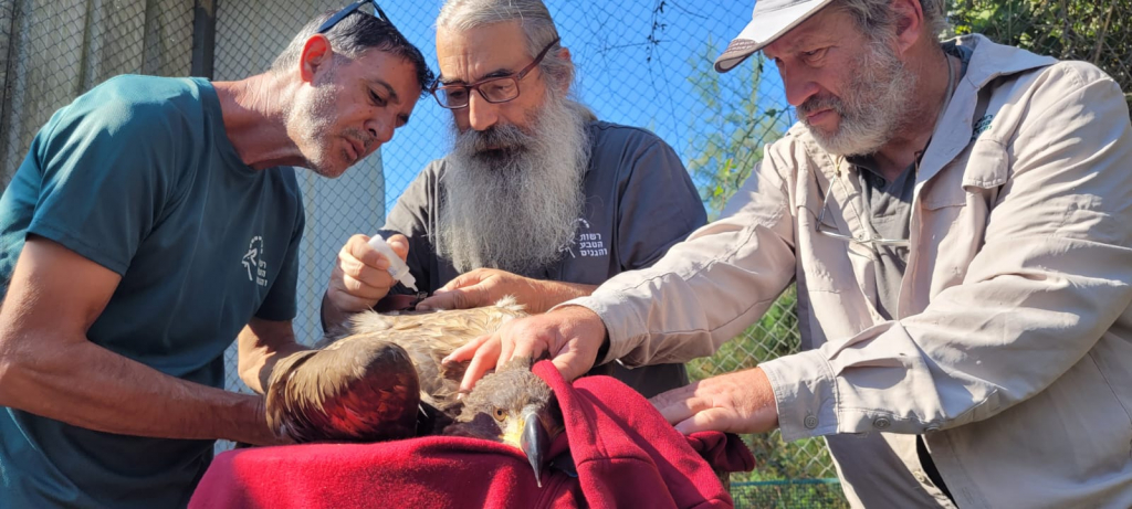 משדור עיטם לבן זנב לקראת שחרור לטבע