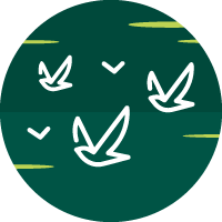 אייקון ציפורים נודדות