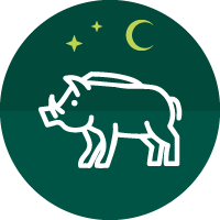 אייקון חזיר