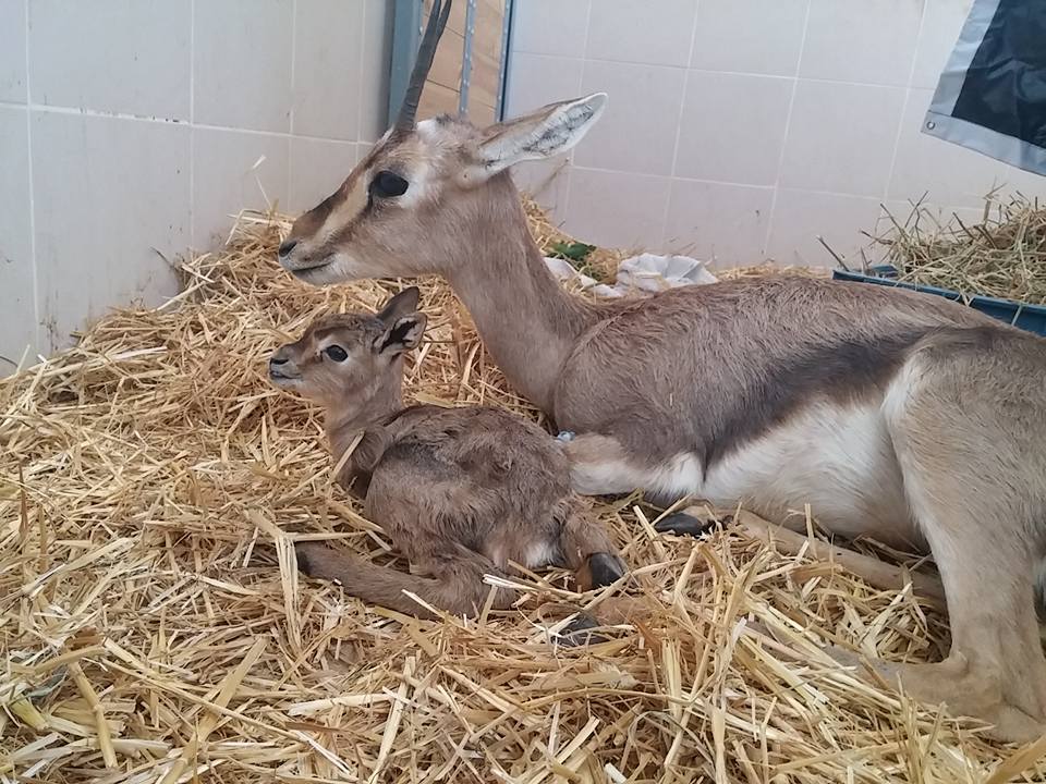 הצבייה והעופרה