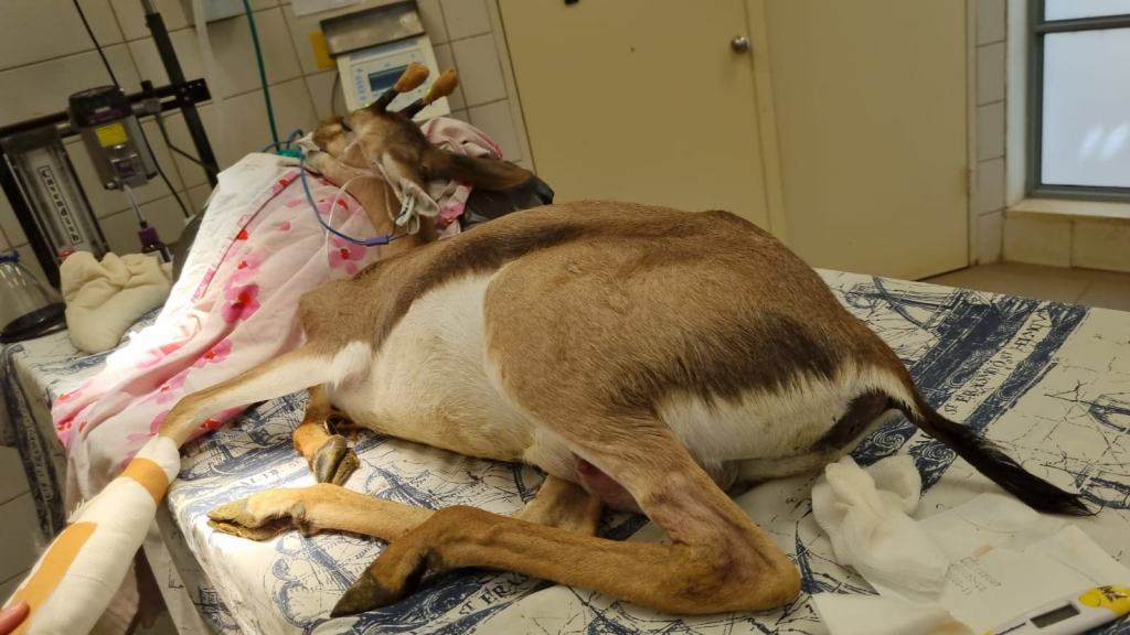 הניתוח שעברה הצבייה