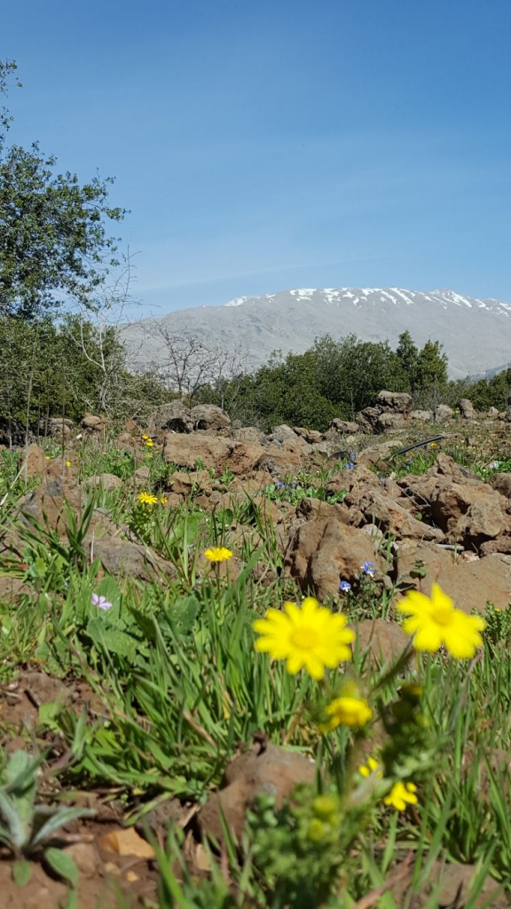 שמורת יער אודם