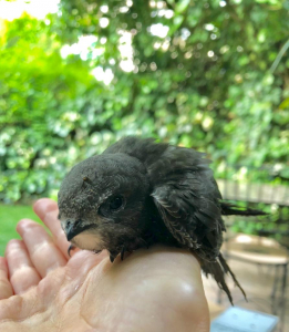 גוזל סיס חומות, צילום: נגה שטינמץ