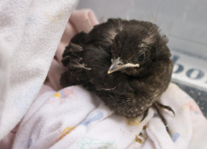 גוזל שחרור -נגה שטינמץ