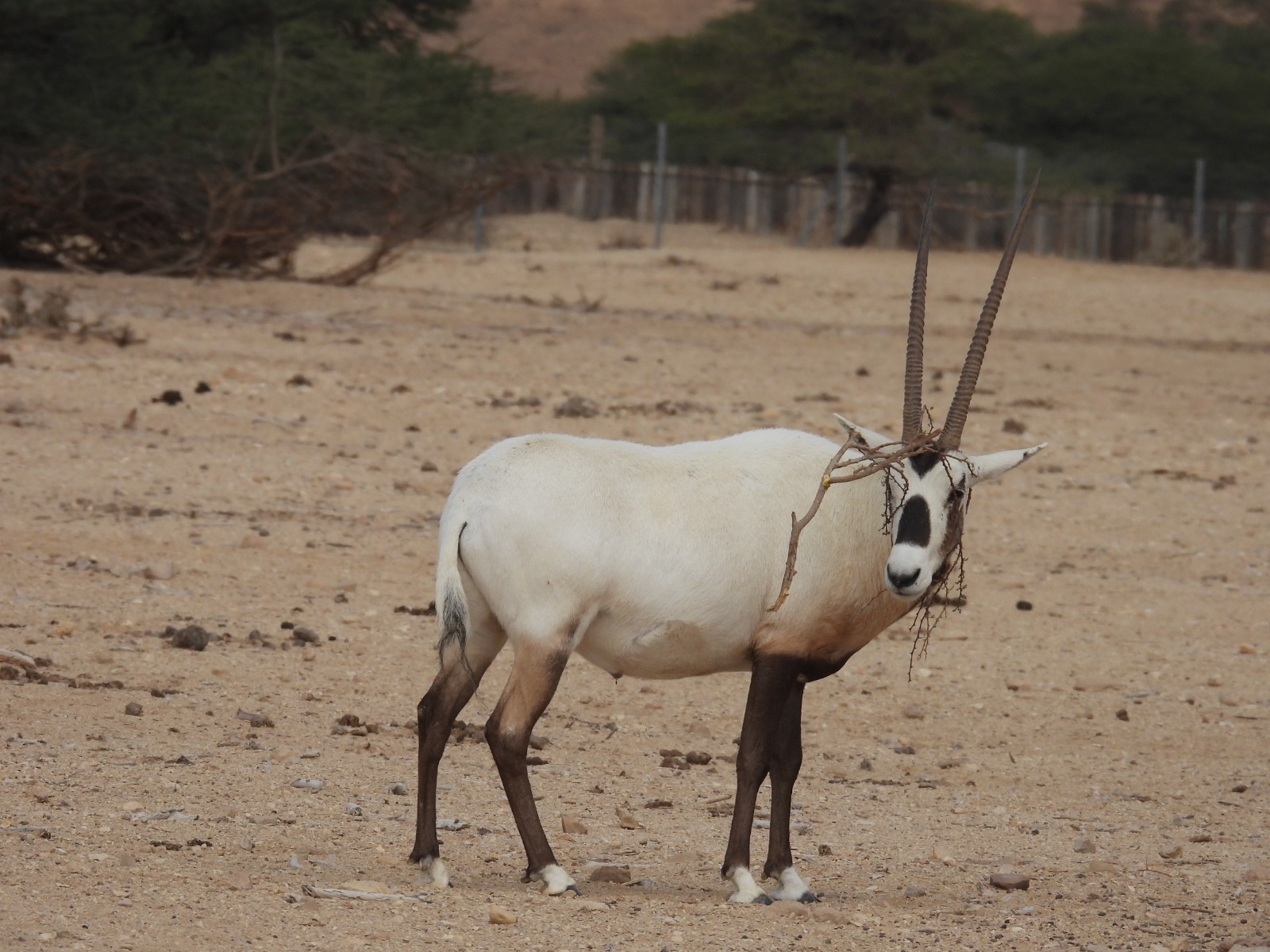ראם לבן, שמורת חי בר יוטבתה. צילום: אלא אגרה, רשות הטבע והגנים