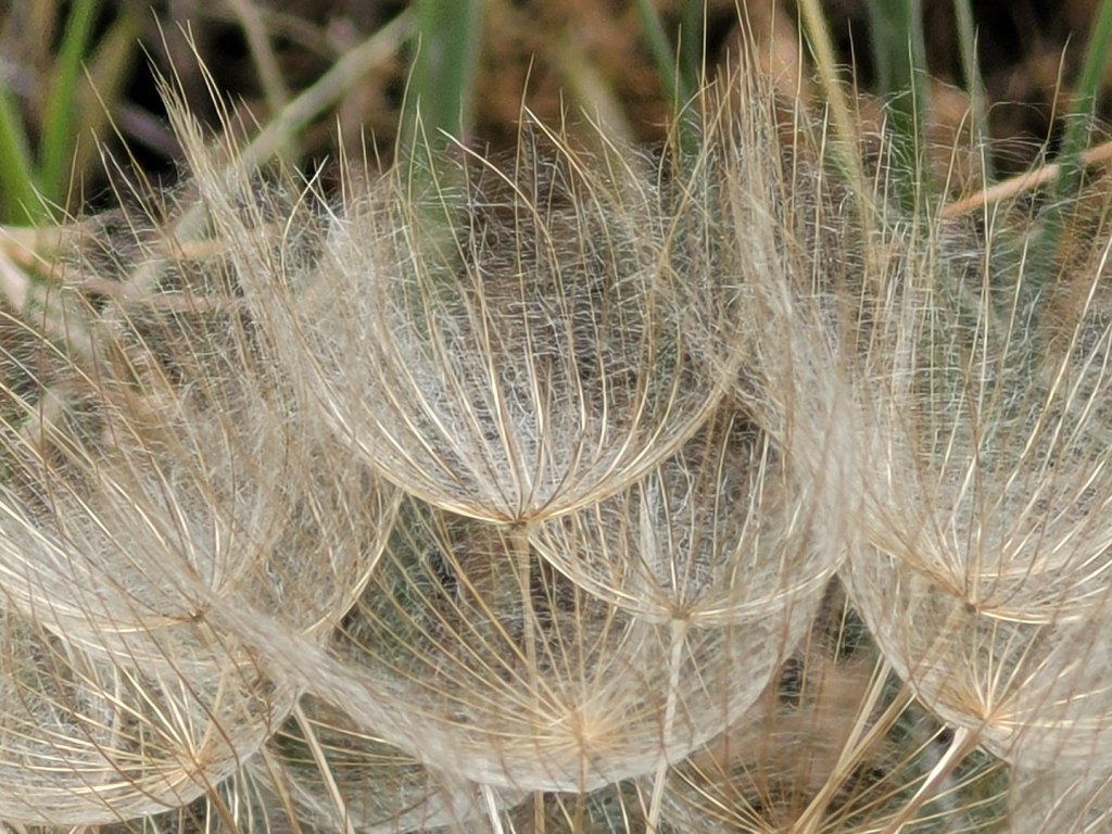 זקן-סב מצוי