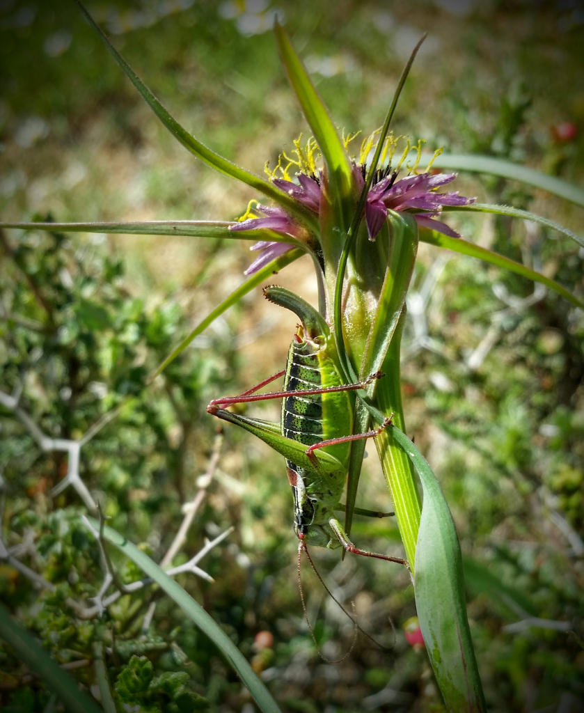 חרק המגלית מטפס על צמח זקן-תיש
