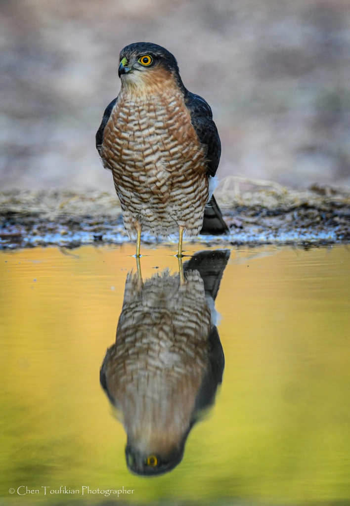 השתקפות. צילום: חן טופיקיאן
