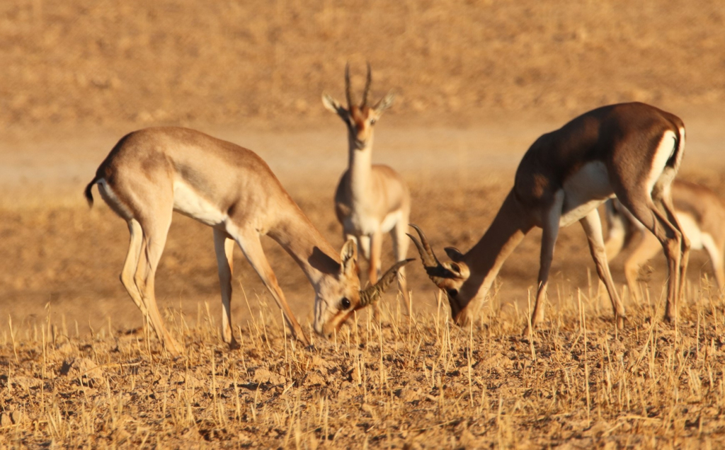 צילום: טל חיוט, רשות הטבע והגנים