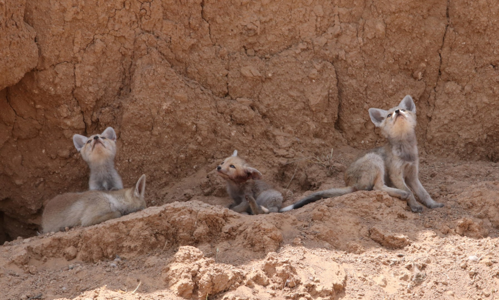 צילום: טל חיוט, רשות הטבע והגנים
