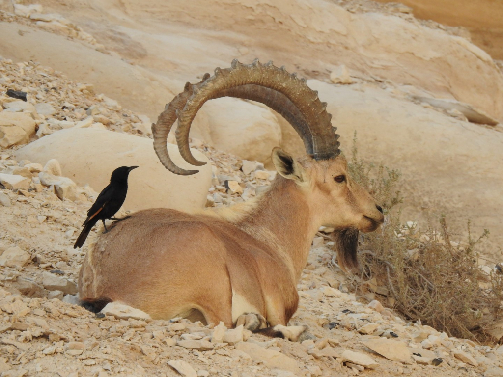 יעל. צילום: סרגיי וקליץ, רשות הטבע והגנים