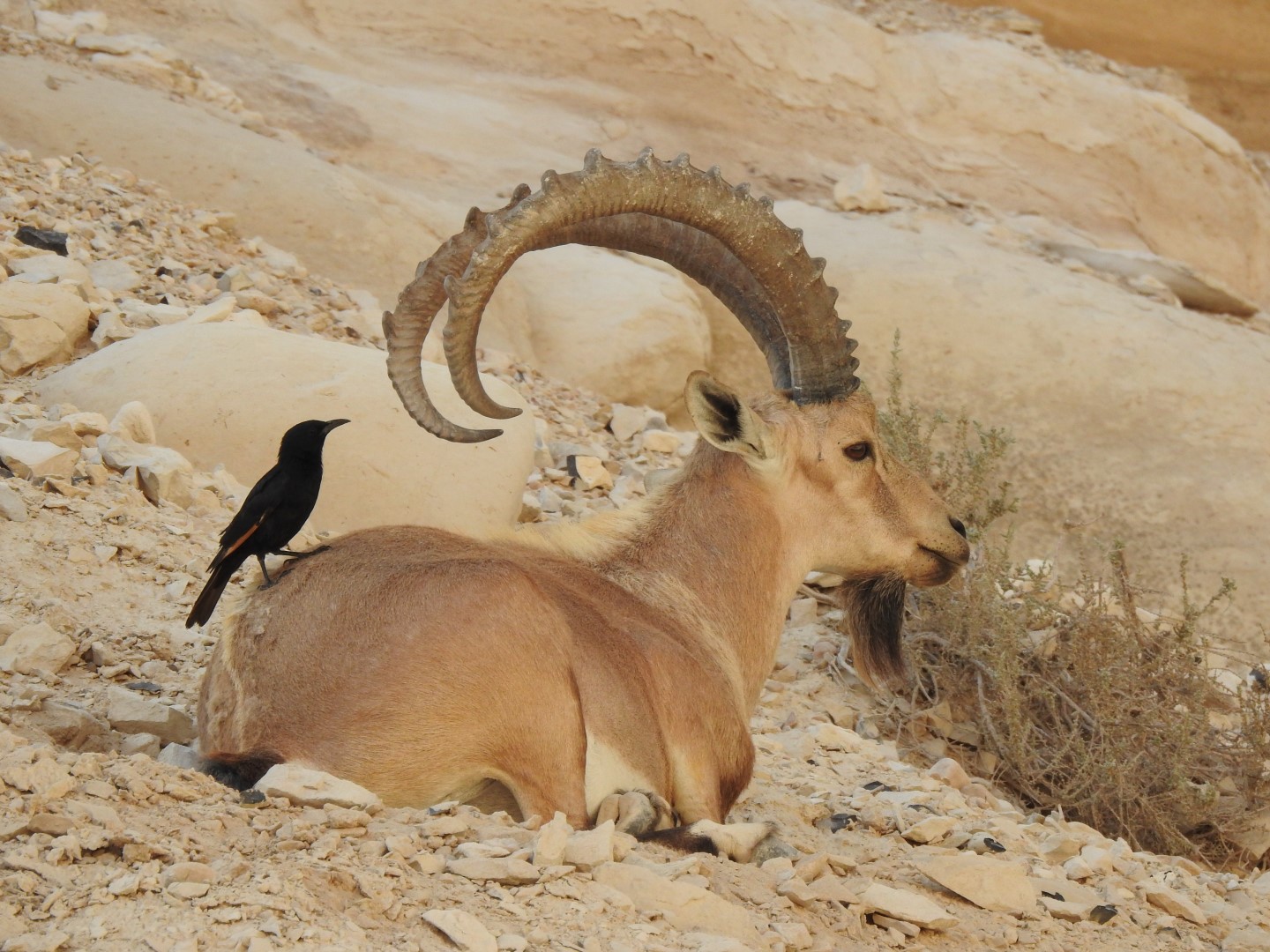 יעל. צילום: סרגיי וקליץ, רשות הטבע והגנים