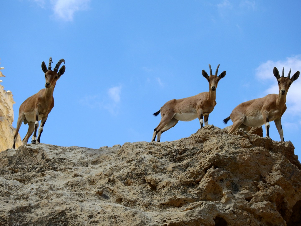 צילום: סרגיי וקליץ, רשות הטבע והגנים