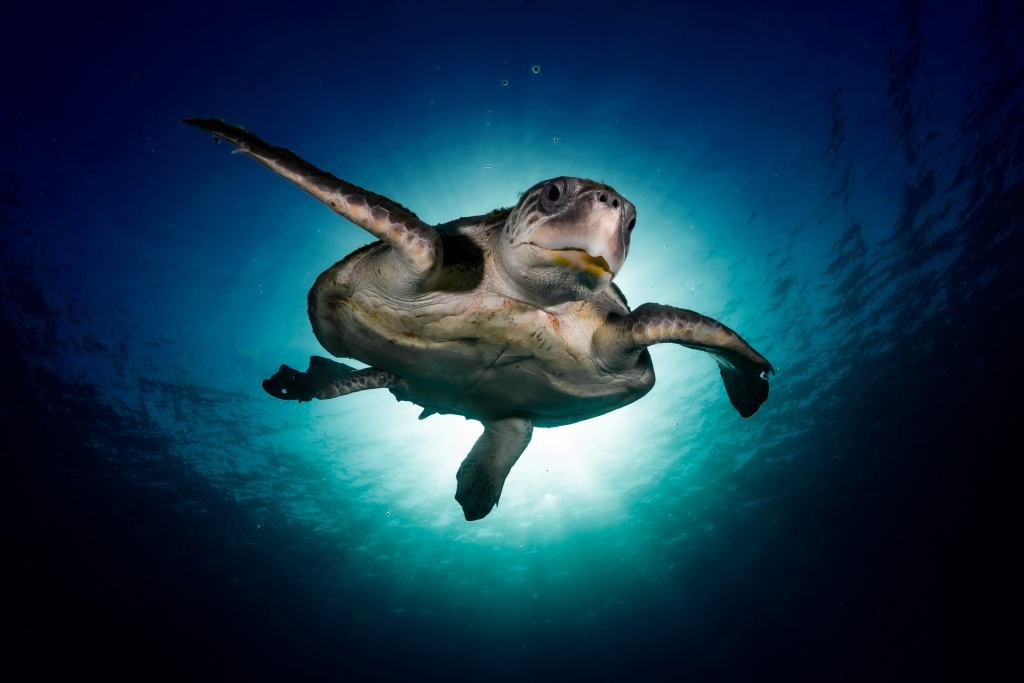 צבת ים זייתני