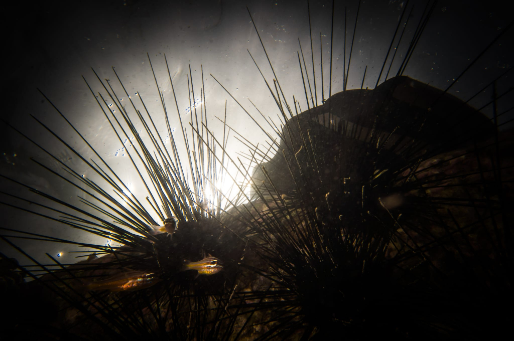 קיפודי ים במפרץ אילת, קיפודי ים במפרץ אילת, צילום עמרי יוסף עומסי