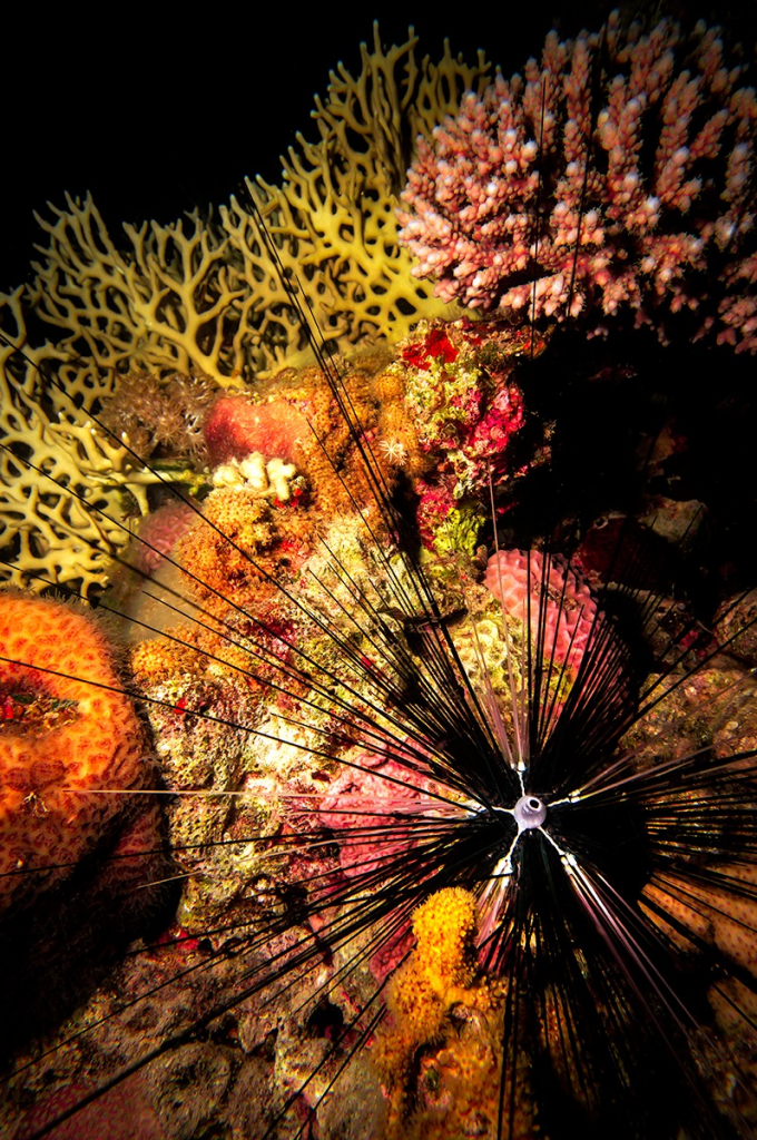 קיפודי ים במפרץ אילת, קיפודי ים במפרץ אילת, צילום עמרי יוסף עומסי