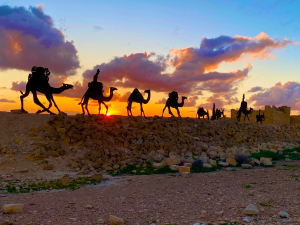 גן לאומי עבדת. צילמה נילי דבש גן לאומי עבדת. צילמה נילי דבש