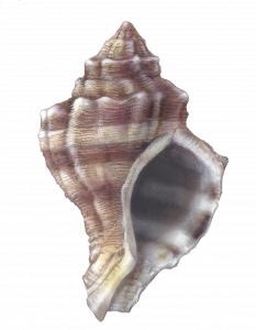 ארגמון כהה קוצים. איור: טוביה קורץ ארגמון כהה קוצים. איור: טוביה קורץ