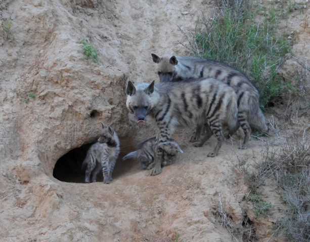 צבועים צבועים