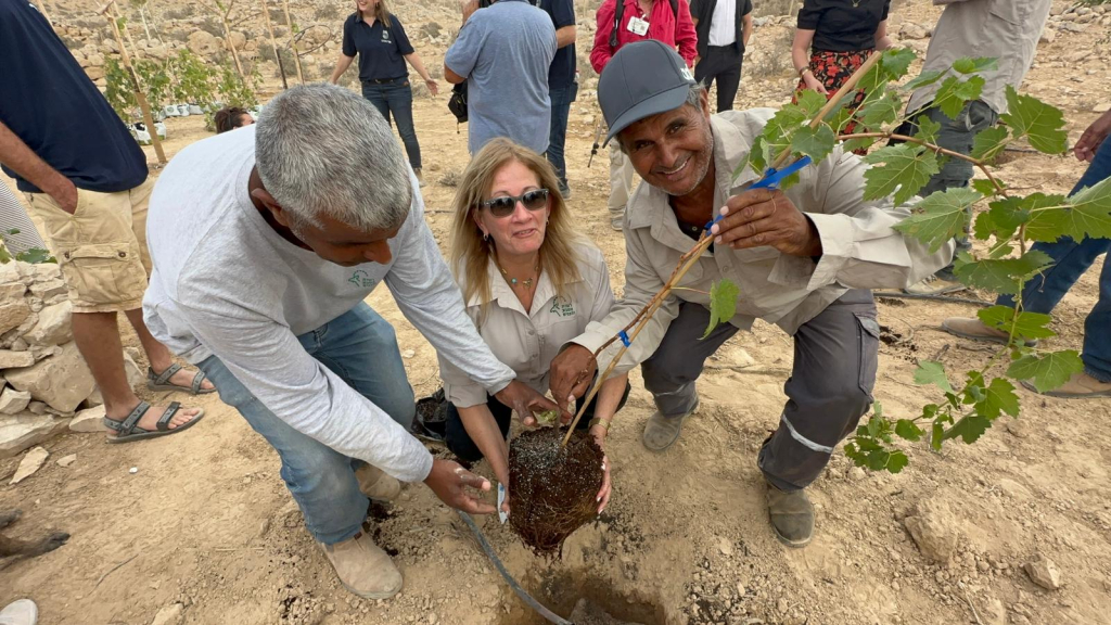 נטיעת כרם הגפן בעבדת נטיעת כרם הגפן בעבדת