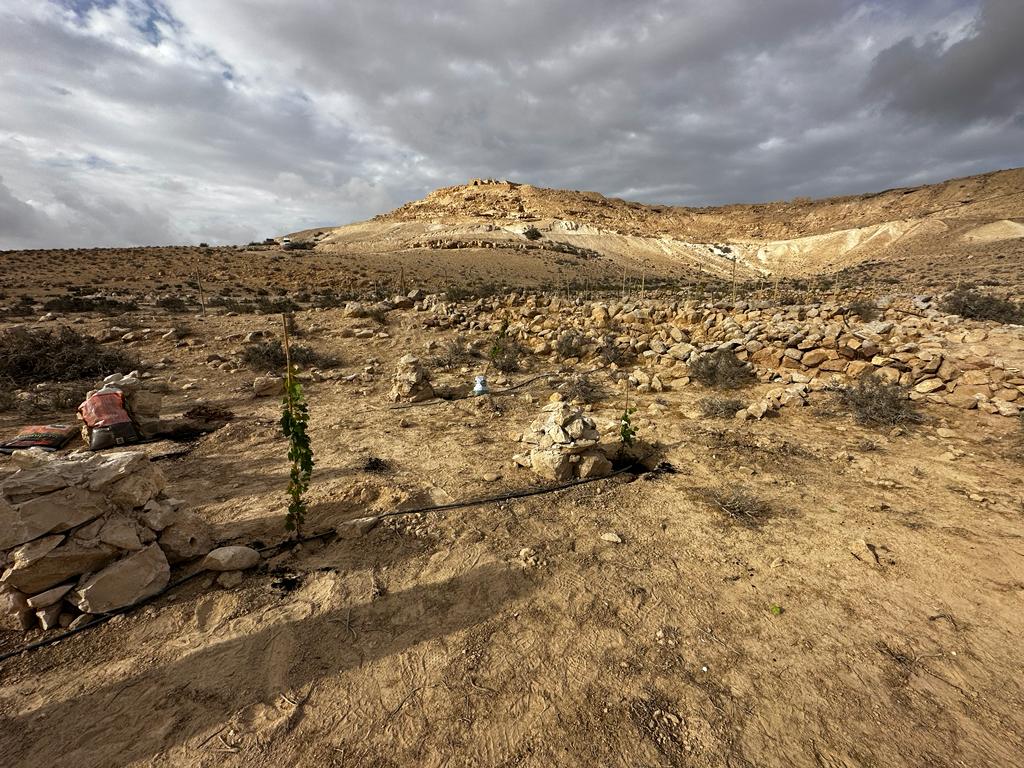 כרם הגפן בעבדת כרם הגפן בעבדת