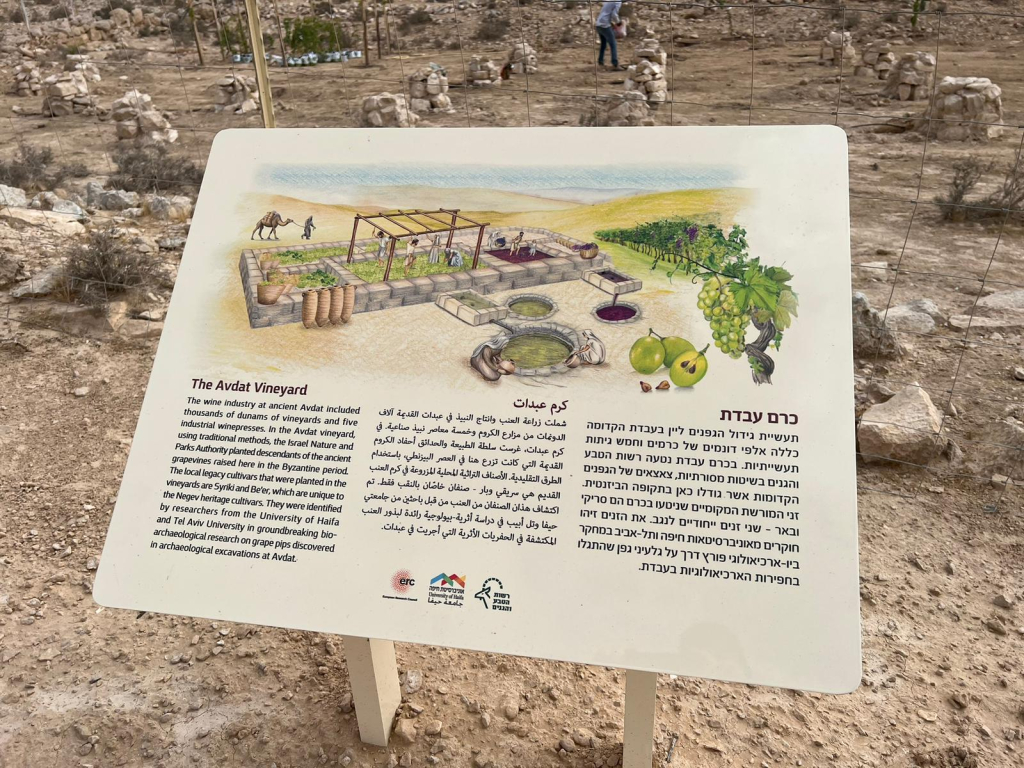 כרם גפן מחקרי ניטע בגן לאומי עבדת כרם גפן מחקרי המבוסס על זני מורשת ייחודיים לנגב מלפני אלפי שנים ניטע מחדש בגן לאומי עבדת