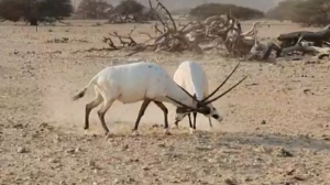 ראמים זכרים בקרב צילום זיו וידן רשות הטבע והגנים
