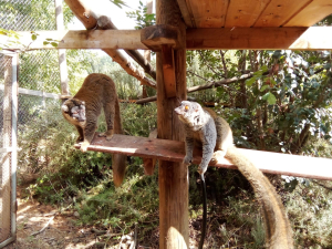 מבצע חילוץ והצלה תחת אש לחיות הבר מהעוטף