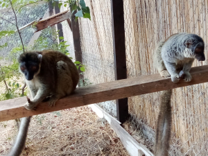 מבצע חילוץ והצלה תחת אש לחיות הבר מהעוטף