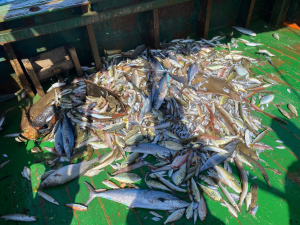 דיג לא חוקי, צילם גיא לויאן, רשות הטבע והגנים