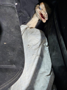 הברחת יען ברכב פרטי הברחת יען ברכב פרטי, צילום משטרת ישראל