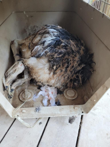 הברחת יען הברחת יען ברכב פרטי, צילום משטרת ישראל