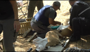 מבצע חילוץ חיות הבר מאזורי סכנה, צילום רשות הטבע והגנים