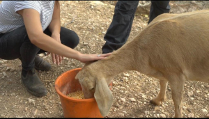 מבצע חילוץ חיות הבר מאזורי סכנה, צילום רשות הטבע והגנים