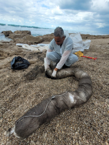 ניקוי כתמי השמן בחוף שקמונה