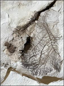 ניקוי הסדקים והסרת מניפת שורשים שהתבססה בתוך הסדקים ומאיימת על יציבות קרום הסלע