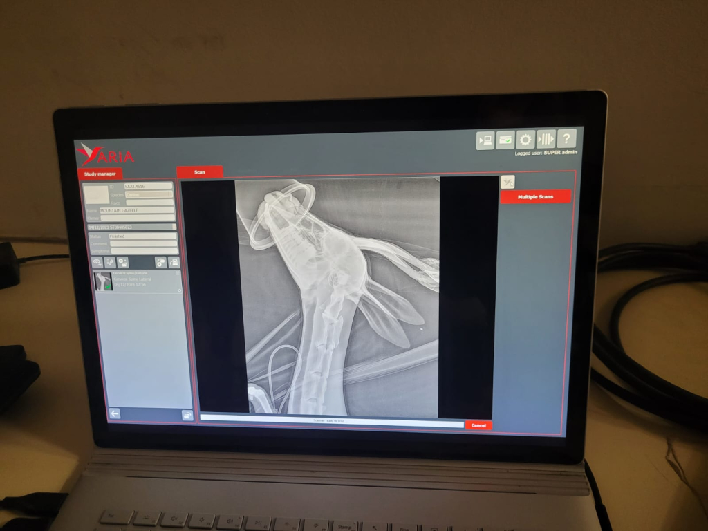 צילום: בית החולים לחיות בר, ספארי רמת גן