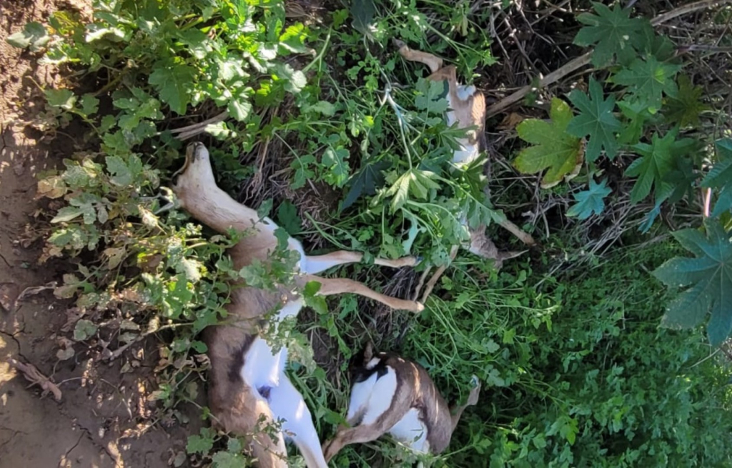 חשד להרעלת צבאים חשד להרעלת צבאים. צילום: קובי סופר, רשות הטבע והגנים