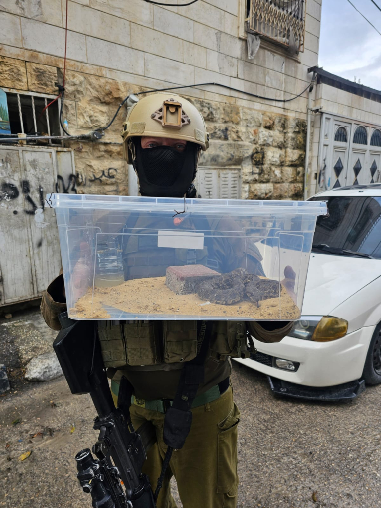חיילי גדוד מילואים 5090, חטיבת יהודה, שתפסו נחשים מוגנים בבית פרטי בחברון חיילי גדוד מילואים 5090, חטיבת יהודה, שתפסו נחשים מוגנים בבית פרטי בחברון