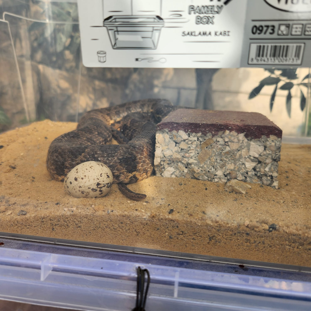 נחש מוגן שהוצל מבית פרטי בחברון נחש מוגן שהוצל מבית פרטי בחברון. צילום: חיילי גדוד מילואים 5090, חטיבת יהודה