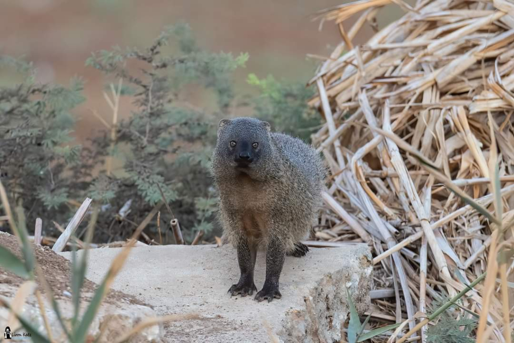 נמייה מצויה נמייה מצויה. צילום: לירון כץ מתנדב רשות הטבע והגנים
