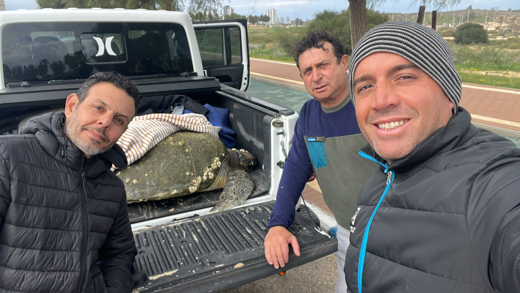 הצבה אריאל מועברת לטיפולצילום נדב שגיא