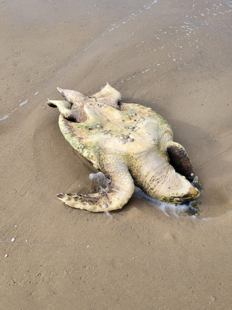 הצב מני שנמצא הפוך על החוףצילום מנשה גלעד